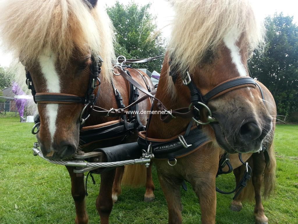 Pair harness EUROTECH COMBI Ideal Equestrian - Image 3