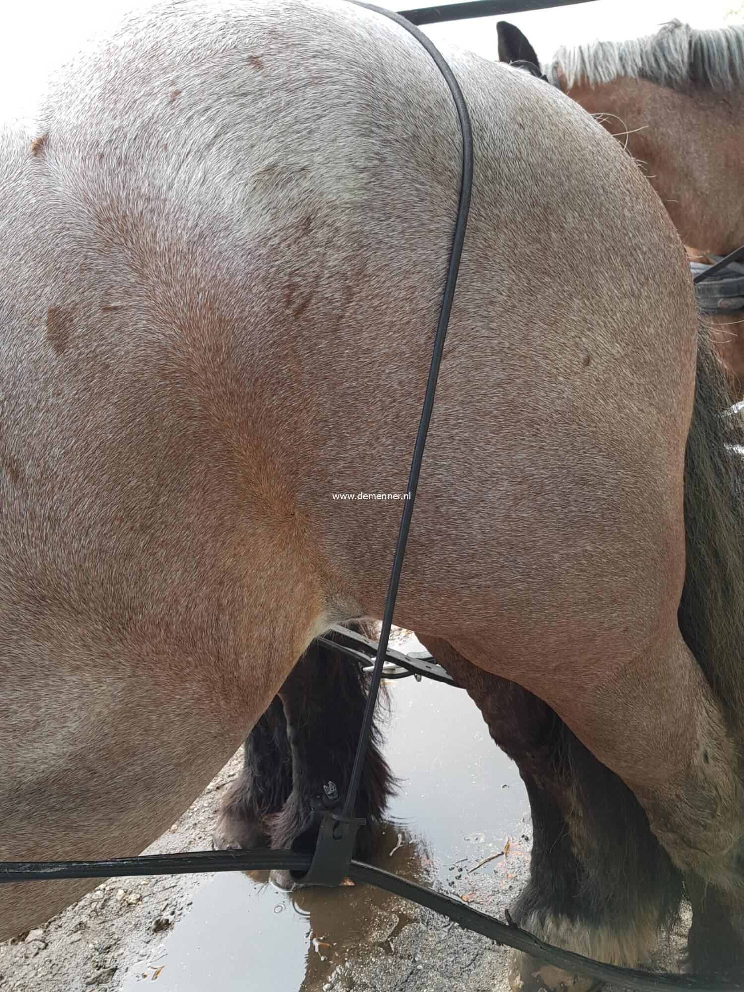 Elastic Trace Carriers - Image 2