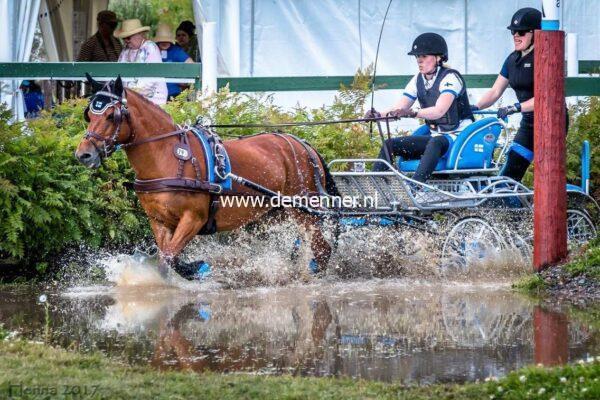 Single harness LUXE Leather Ideal Equestrian - Image 3