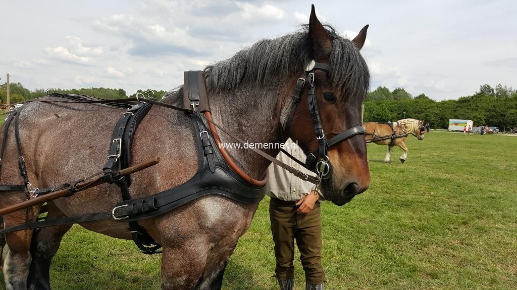 french collar marathon single draft horse