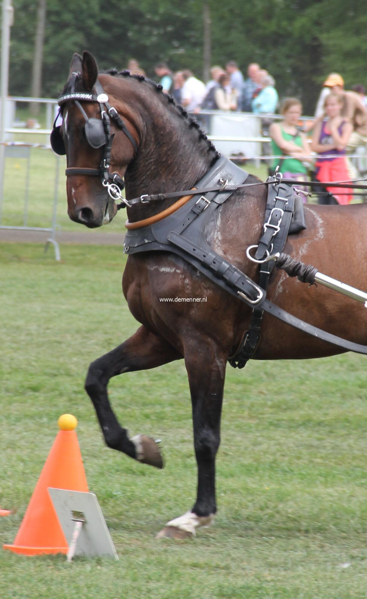 Single harness LUXE leather with French Collar - Image 2