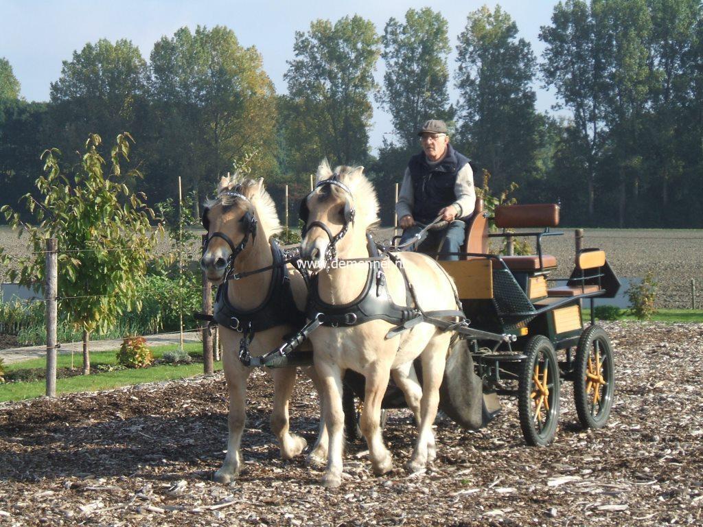 Pair harness LUXE with French Collars Ideal Equestrian - Image 2