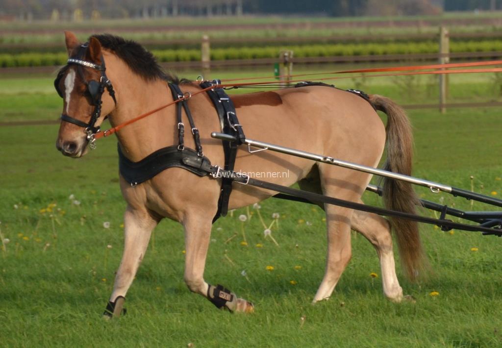 Freestyle Breastplate Leather Single Full-6622