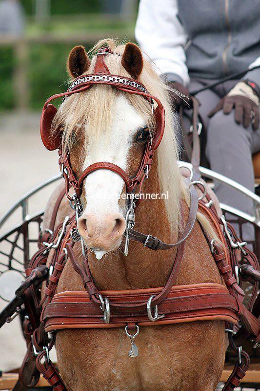 Combibreast for SL harness-7135