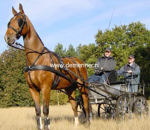 Single harness LEATERTECH Combi Ideal Equestrian - Image 4