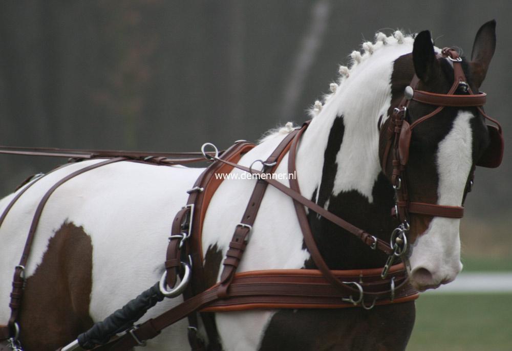 Single harness LEATERTECH Combi Ideal Equestrian - Image 5