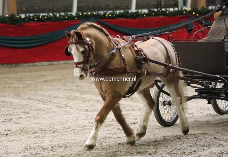 Single harness LEATERTECH Combi Ideal Equestrian - Image 3