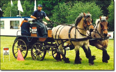 breeching draft horse