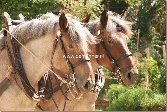 Bridle Draft Horse - Image 3
