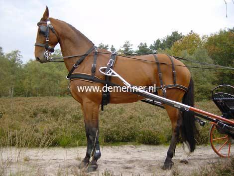 Single harness WEBTECH Combi Ideal Equestrian - Image 2