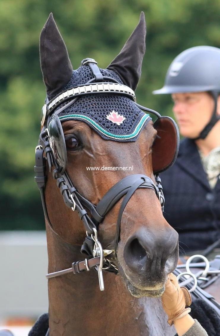 Leather noseband with integrated flash strap